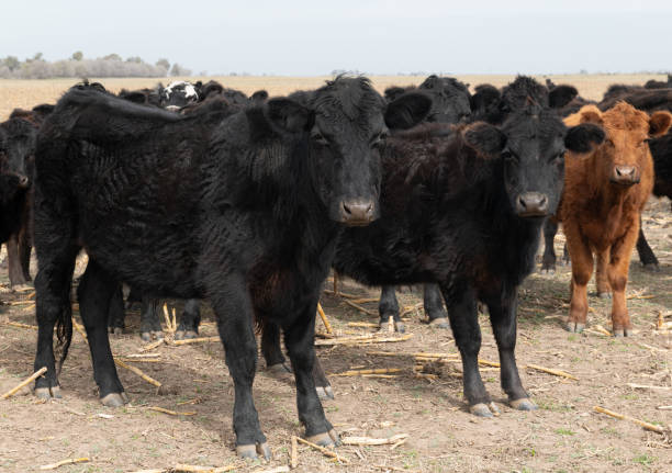istock Herd of cattle in a harvested corn field 1670671994