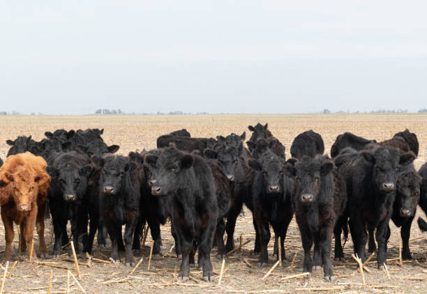 istock Herd of cattle in a harvested corn field 1670672520