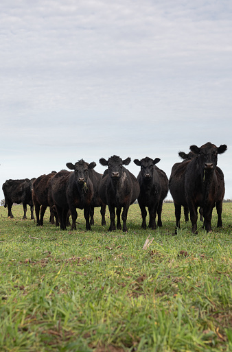 Group of steers in the meadow vertical