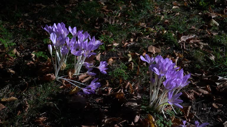 Colchicum Speciosum Also Known As Autumn Crocus