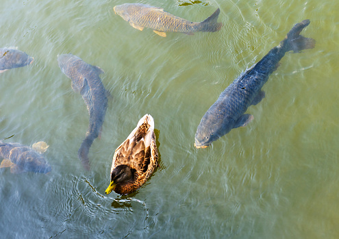 View of a school of grunt fish in Bonaire, an island in the Leeward Antilles in the Caribbean Sea