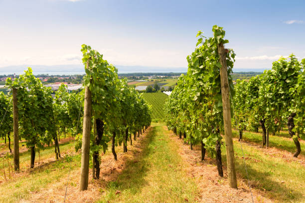 Vineyard rows overlooking grape field, wine farm in valley. Green vine plantation in summer. Concept of viticulture, winery, winemaking and tourism. Perspective view of grapevine plants in vineyard.