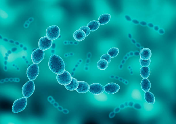 istock Leuconostoc Colony is a lactic acid bacteria responsible for fermenting cabbage into sauerkraut 1670714762