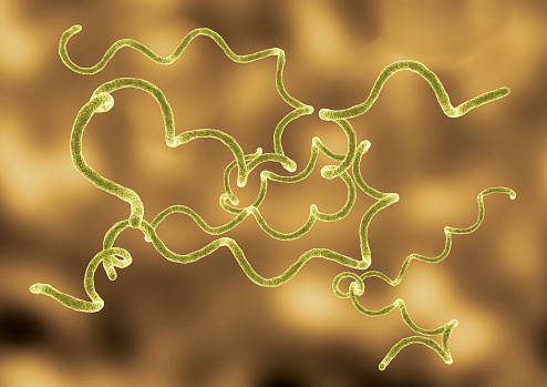 Borrelia burgdorferi is a spiral bacteria responsible for Borreliosis and transmitted by ticks. 3D Illustration