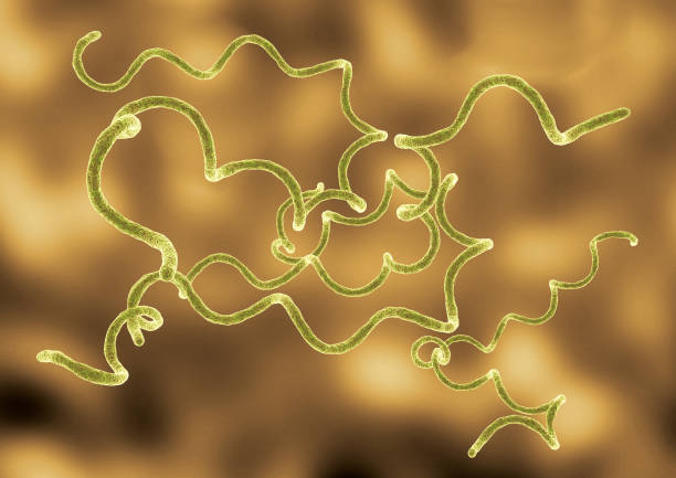 Borrelia burgdorferi is a spiral bacteria responsible for Borreliosis and transmitted by ticks stock photo