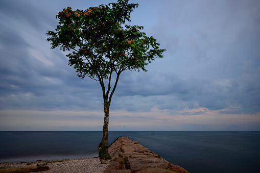 Tranquil seascape with a lone tree at Silver Sands State Park Wildlife Area on Long Island Sound Beach in Milford, Connecticut, USA