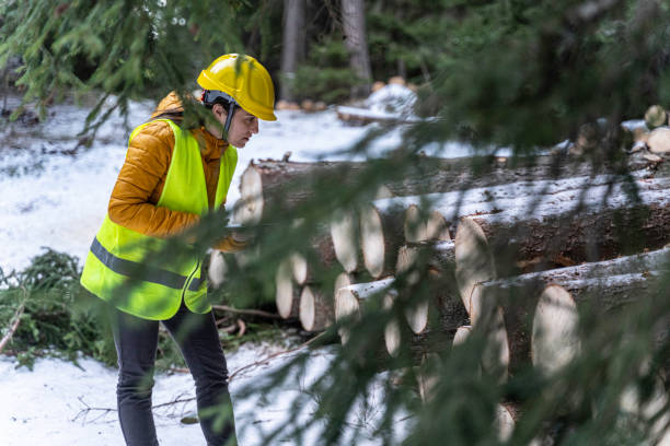 sustainable log cabin construction. - lumber industry cold day forest imagens e fotografias de stock