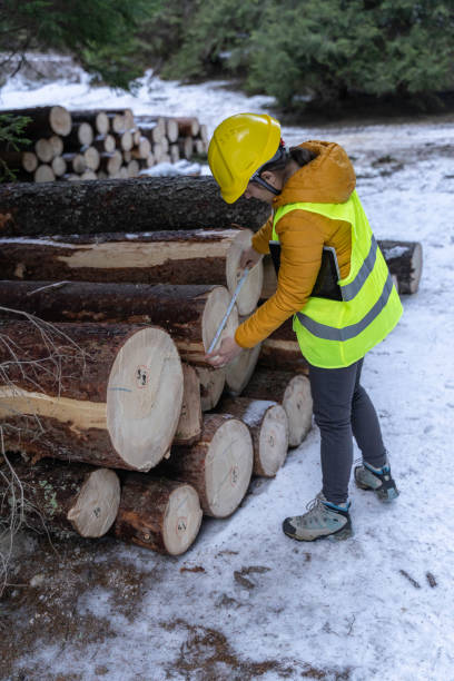 sustainable log cabin construction. - lumber industry cold day forest imagens e fotografias de stock