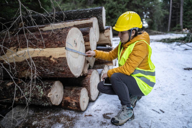 sustainable log cabin construction. - lumber industry cold day forest imagens e fotografias de stock