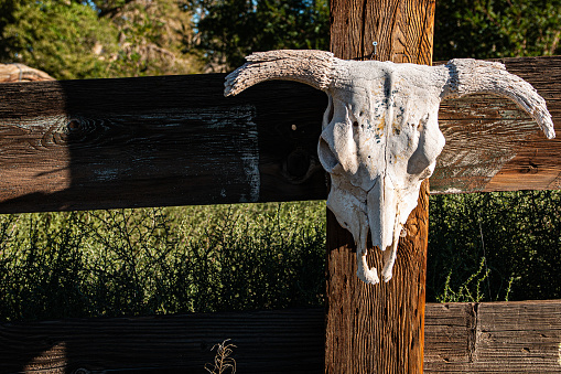 A sun dried cow skull hangs on a wooden fence at a ranch.