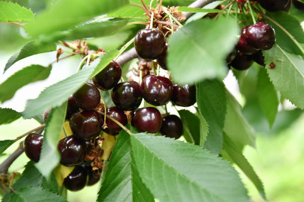 black wiśnie i czereśnie - cherry cherry tree tree fruit zdjęcia i obrazy z banku zdjęć