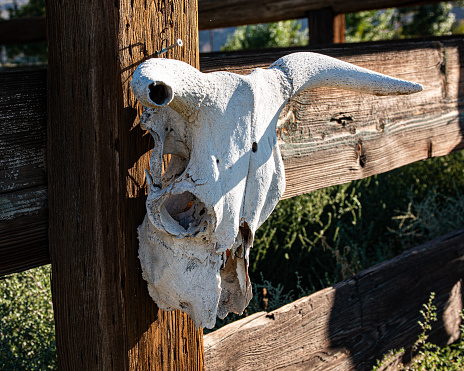 Close up of a steer skull hanging on a fence.