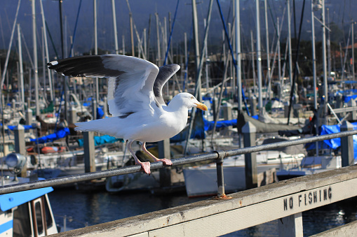 Focus on a lone sea gull landing on a rail in a marina
