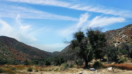 A lone Oak tree at entrance to Cole Canyon in Murrieta, California