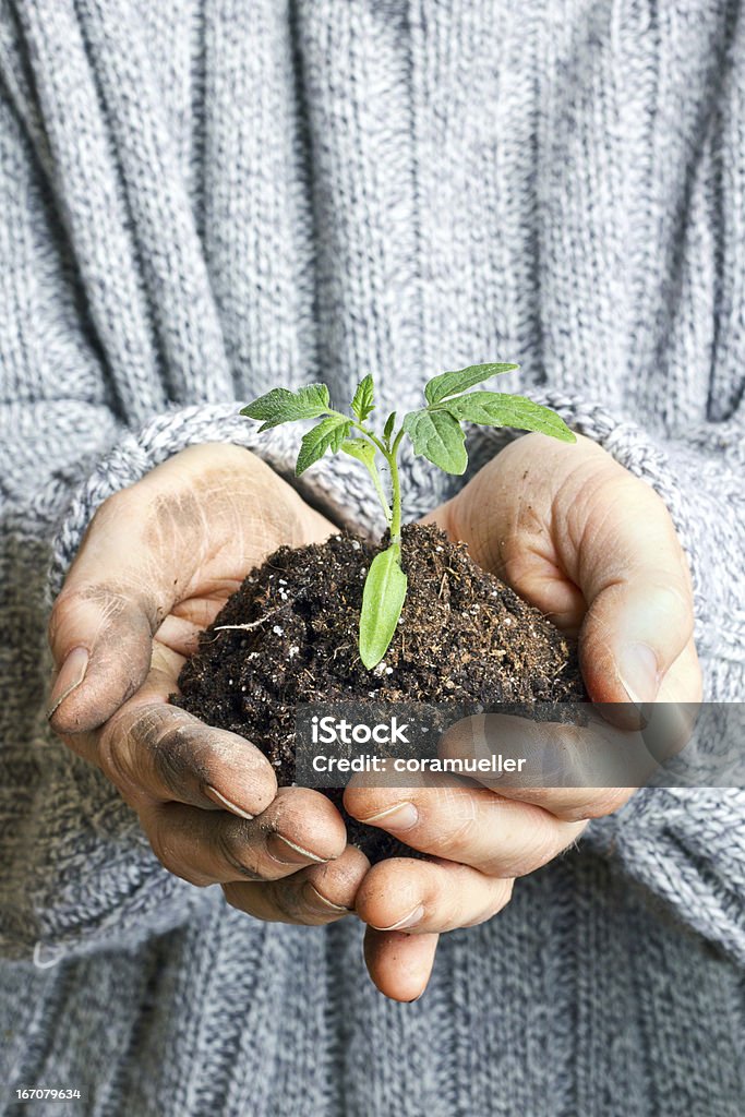 tomato plant hands with tomato plant Human Hand Stock Photo