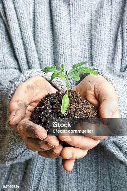 Tomato Plant Stock Photo - Download Image Now - Human Hand, Tomato Plant, Dirt