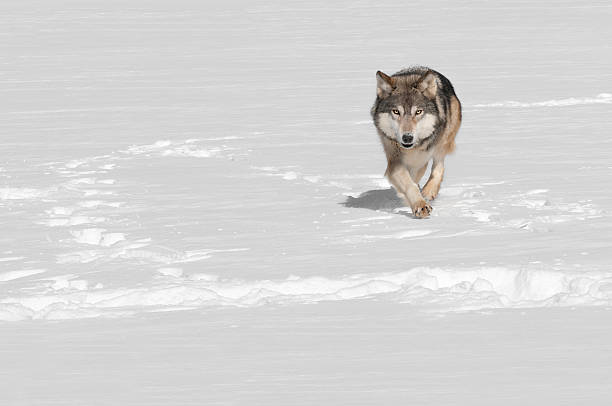 Grey Wolf (Canis lupus) Runs at Viewer stock photo