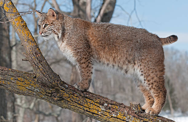 Bobcat (Lynx rufus) Stands on Branch of Tree Looking Left stock photo