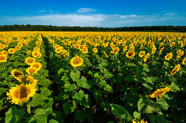 istock Sunflower with morning blue sky as background 167080870