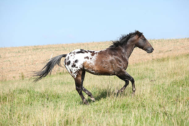 Nice appaloosa stallion running stock photo