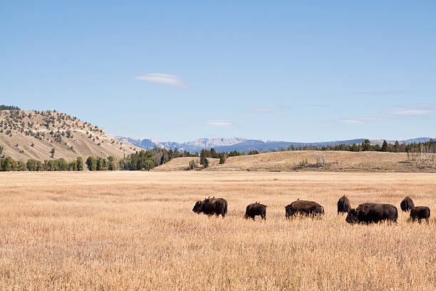 istock Bison herd in Teton National Park 167080957