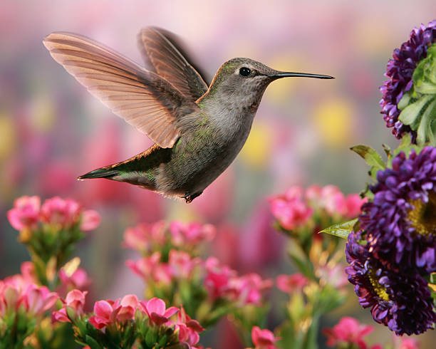 istock Hummingbird in colorful garden 167081155