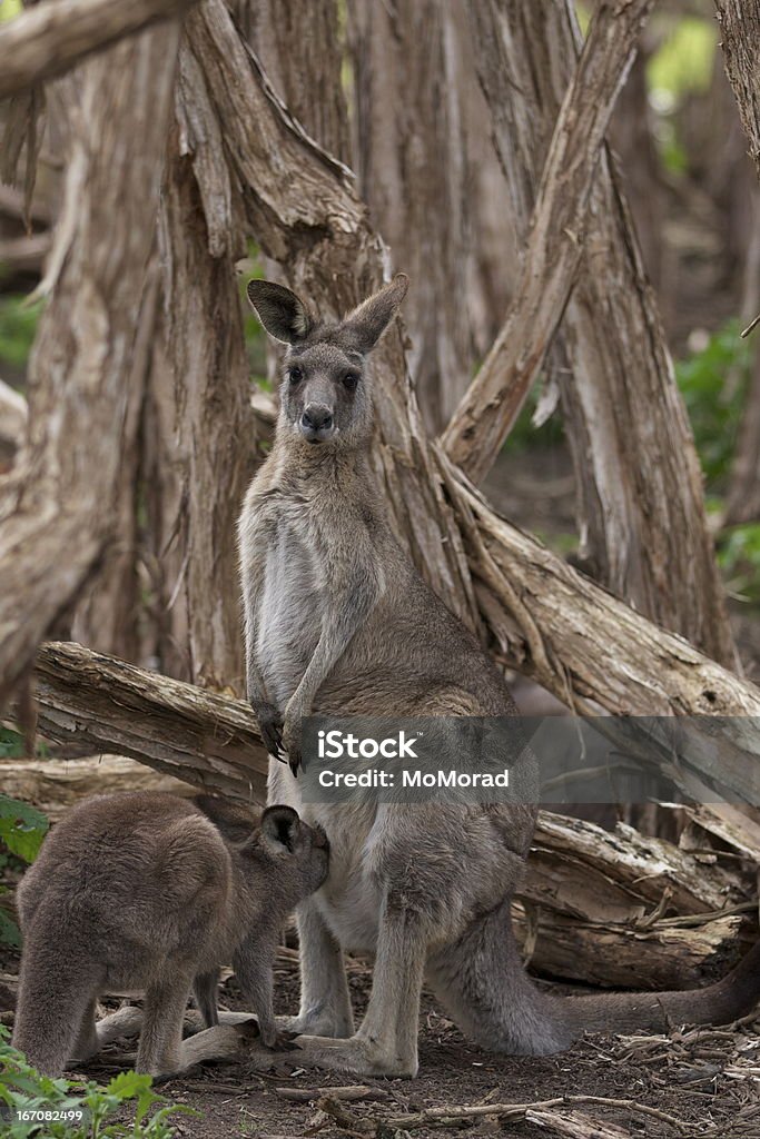 Grey Kangaroo and Joey A grey kangaroo with joey drinking milk from the pouch. Victoria, Australia. Animal Stock Photo