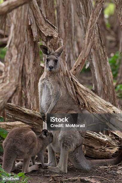 Grey Kangaroo And Joey Stock Photo - Download Image Now - Animal, Animal Wildlife, Animals In The Wild