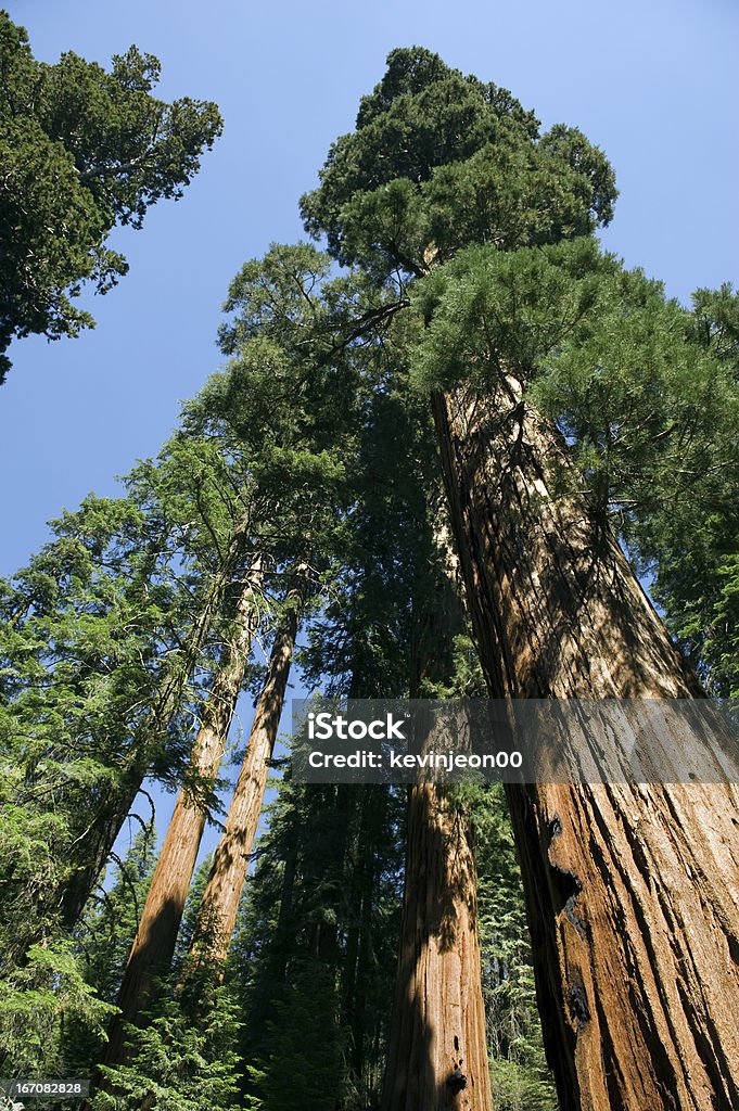 セコイアの木 - アメリカ合衆国のロイヤリティフリーストックフォト