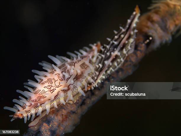 Foto de Allied Cowries Em Cirrhipathes Anguina e mais fotos de stock de Animal - Animal, Biologia, Branco