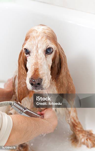 Casa De Banho A Um Cão - Fotografias de stock e mais imagens de Champô - Champô, Spaniel, Animal