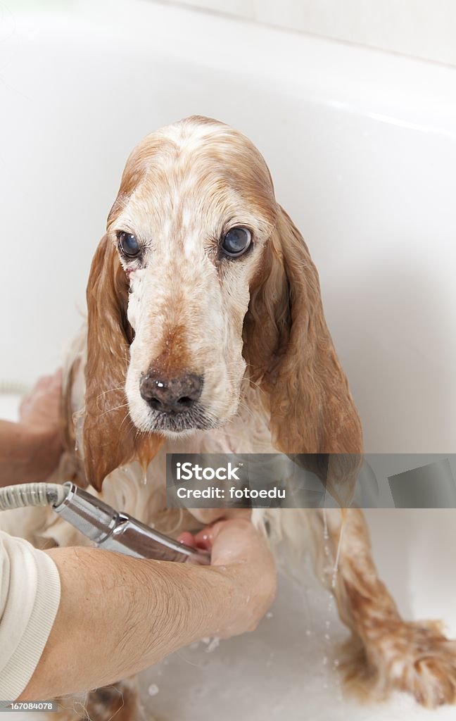 Ванная комната с собака - Стоковые фото Спаниель роялти-фри
