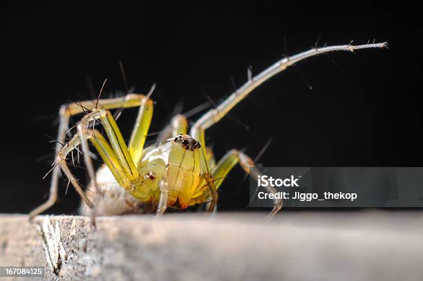 접사를 사진학 Of 족두리 우드에 가까운에 대한 스톡 사진 및 기타 이미지 - 가까운, 갈색, 거미