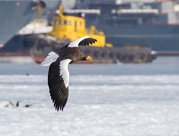 Sea Eagle in port stock photo