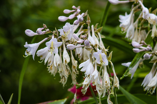White flowers of blooming hosta closeup
