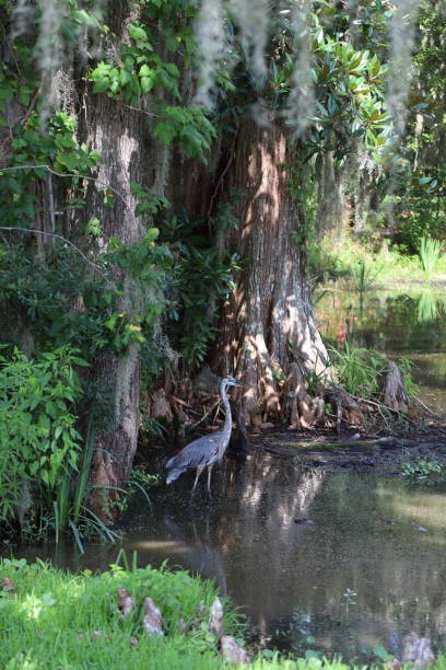 istock Oak with moss, lake and crane 1670848796