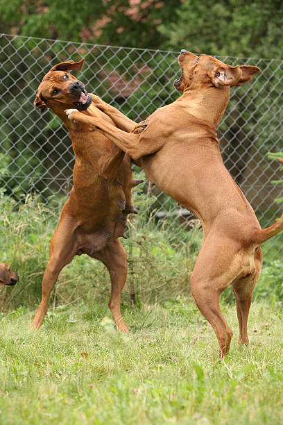 rhodesian ridgeback bitch - bitch zdjęcia i obrazy z banku zdjęć