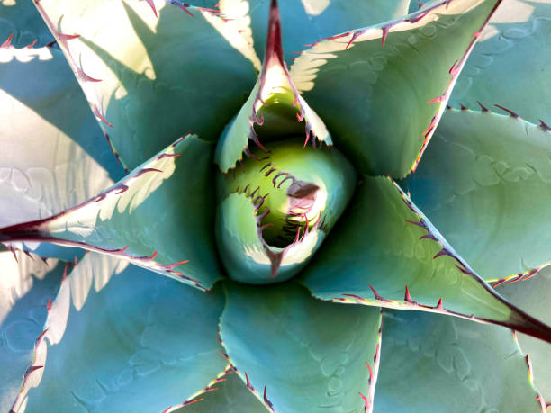 istock Blue Agave (American Aloe) Plant; Overhead Shot Close-Up 1670850493