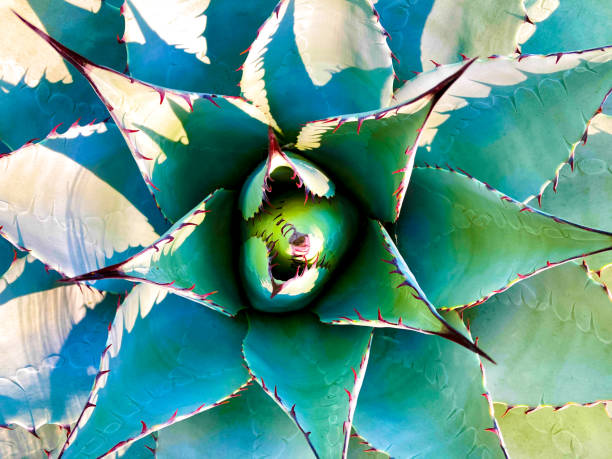 istock Blue Agave (American Aloe) Plant; Overhead Shot Close-Up 1670850755