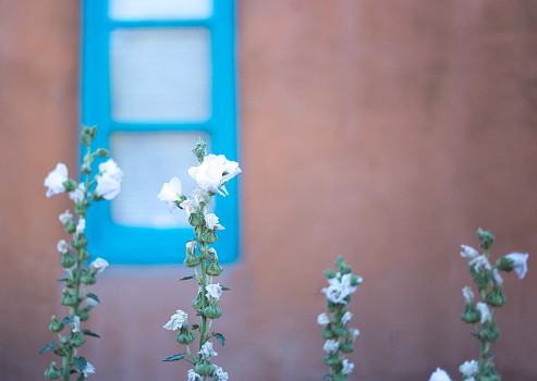 Santa Fe Style: White Hollyhocks Turquoise Window Adobe Wall