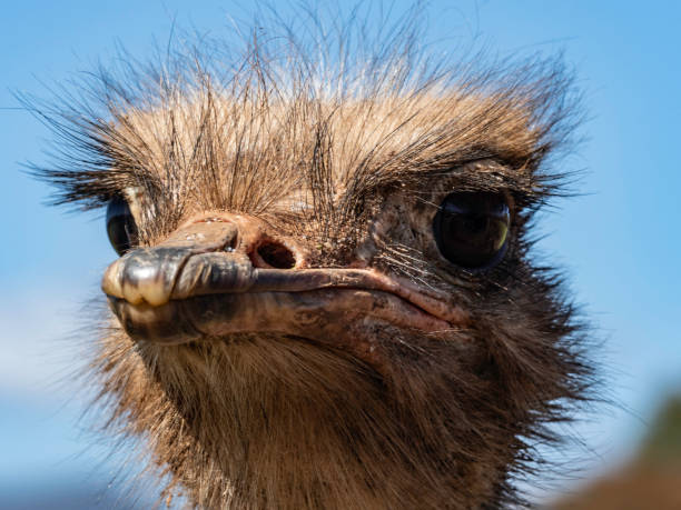 Close-up shot of an ostrich's head. A bird with a long neck, large eyes and long beautiful eyelashes. Portrait of an ostrich against the sky. Exotic animal