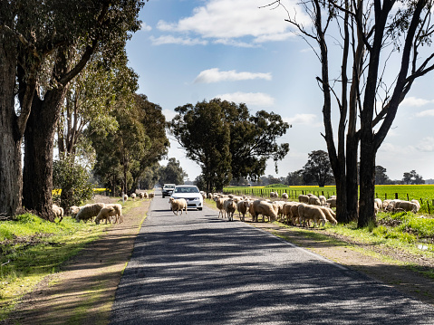 Sheep on country road rural Victoria