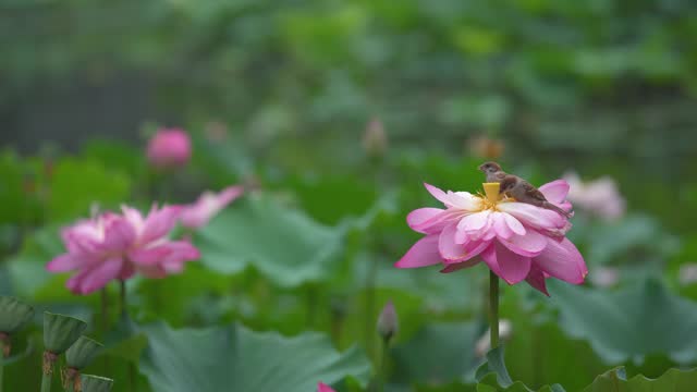 Lotus flower and birds