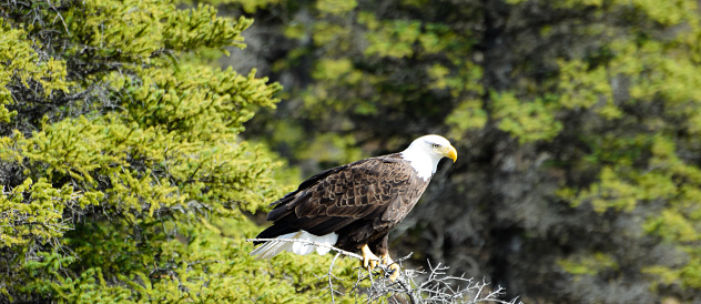 A close up portraiture of a juvenile American bald eagle in north Idaho.