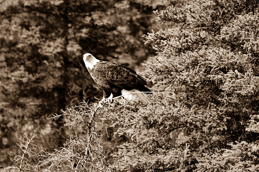 A bald Eagle rests on a dead branch of a  spruce tree.I