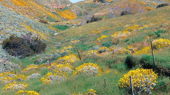 California Golden Poppies sprawling on rolling hills during spring superbloom in the high desert of southern California USA