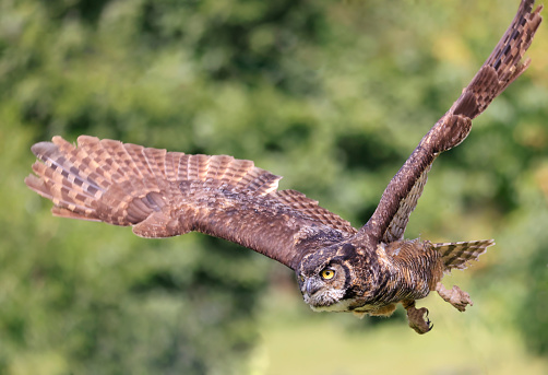 Great-horned owl flying in the forest on green background, Quebec, Canada
