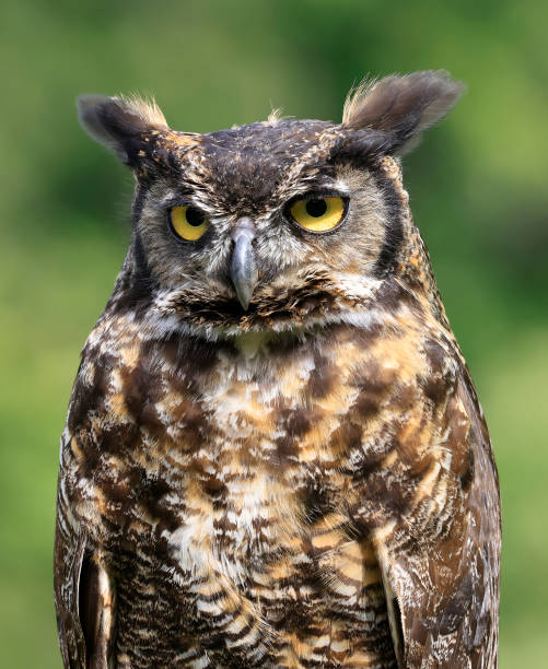 istock Great-horned Owl portrait, Quebec, Canada 1670941135