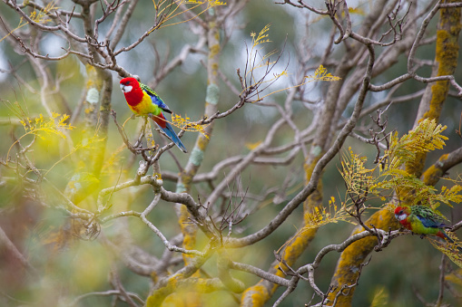 An Eastern Rosella perched in a Jacaranda tree.