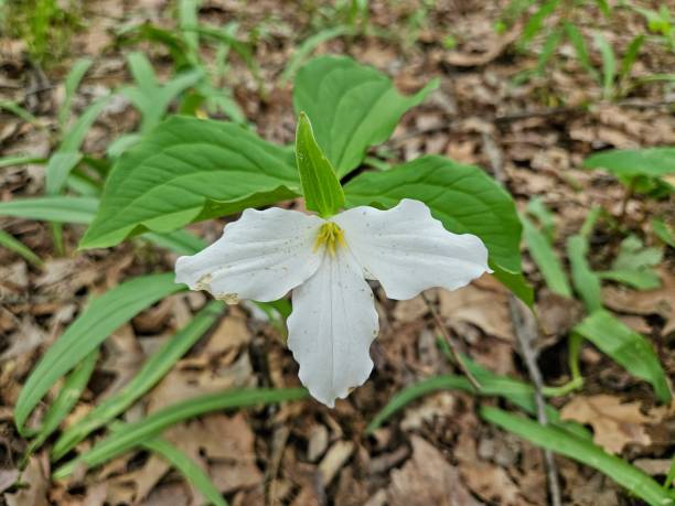 Highbanks Metro Park Large White Trillium White Blossom